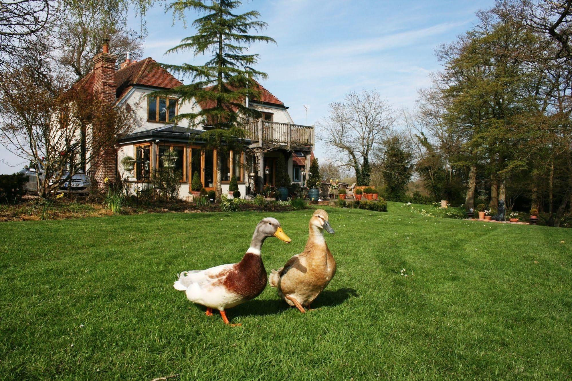 Shoyswell Cottage Hurst Green  Exterior photo